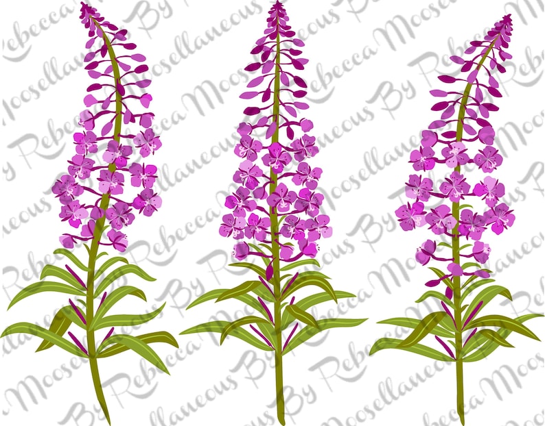 May include: Three pink fireweed flowers with green stems and leaves. The flowers are in bloom and have multiple petals.