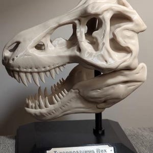 Peut inclure: Une réplique de crâne de Tyrannosaurus Rex blanche sur un support noir avec une plaque argentée indiquant "Tyrannosaurus Rex".