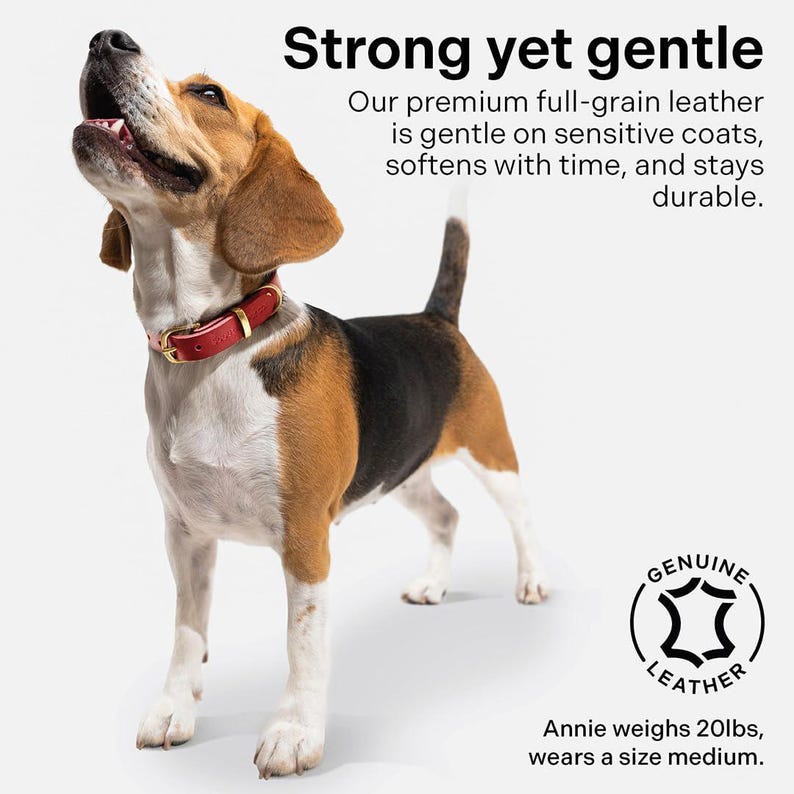 May include: A beagle dog wearing a red leather dog collar with gold hardware. The dog is looking up and has a happy expression. The text "Strong yet gentle" is above the dog. The text "Our premium full-grain leather is gentle on sensitive coats, softens with time, and stays durable." is below the dog. The text "GENUINE LEATHER" is in a circle with a leather texture. The text "Annie weighs 20lbs, wears a size medium." is below the circle.