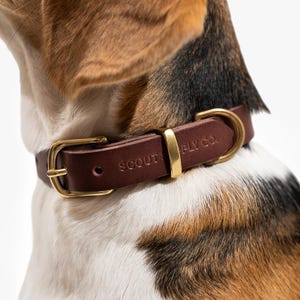 Handmade Full Grain Leather Dog Collar: Solid Brass Hardware