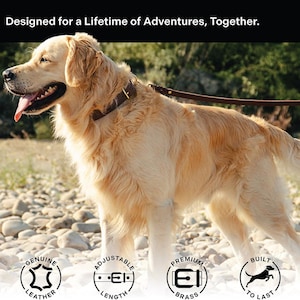 May include: A golden retriever dog wearing a brown leather collar with a brass buckle. The dog is standing on a rocky beach with a brown leather leash attached to the collar. The image includes text that reads "Genuine Leather", "Adjustable Length", "Premium Brass", and "Built to Last".
