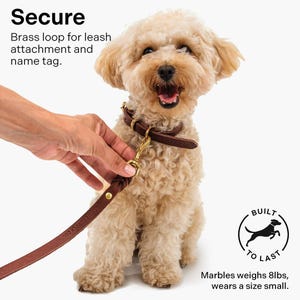 Full Grain Leather Dog Collar | Handmade | Solid Brass Hardware | Adjustable Fit image 5