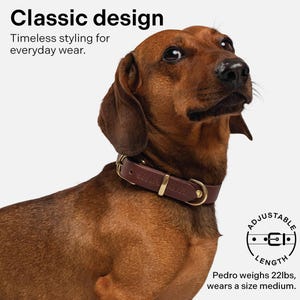May include: A brown dachshund wearing a brown leather dog collar with gold hardware. The collar has the text "ASPUTS PLY CO." on it. The dog is looking to the right. The text "ADJUSTABLE" is in a circle with a line drawing of a dog collar. The text "LENGTH" is below the circle. The text "Pedro weighs 22lbs, wears a size medium." is below the circle.