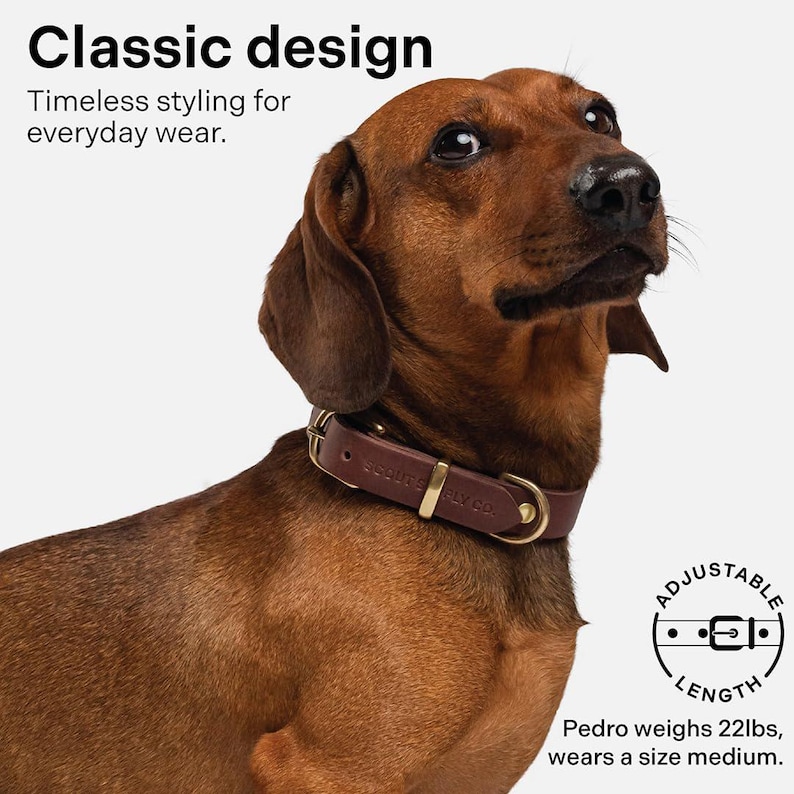 May include: A brown dachshund wearing a brown leather dog collar with gold hardware. The collar has the text "ASPUTS PLY CO." on it. The dog is looking to the right. The text "ADJUSTABLE" is in a circle with a line drawing of a dog collar. The text "LENGTH" is below the circle. The text "Pedro weighs 22lbs, wears a size medium." is below the circle.