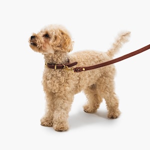 May include: A small, curly-haired dog wearing a brown leather collar and leash. The collar has a gold-colored buckle and the leash is attached with a gold-colored clasp. The dog is light brown and stands on a white background.
