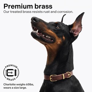 May include: A black and brown Doberman Pinscher dog wearing a brown leather dog collar with a gold buckle. The collar has the text "PREMIUM BRASS" on it. The dog is looking up and has its mouth slightly open. The text "Premium brass" is at the top of the image. The text "Our treated brass resists rust and corrosion." is below the text "Premium brass". The text "Charlotte weighs 65lbs, wears a size large." is at the bottom of the image.