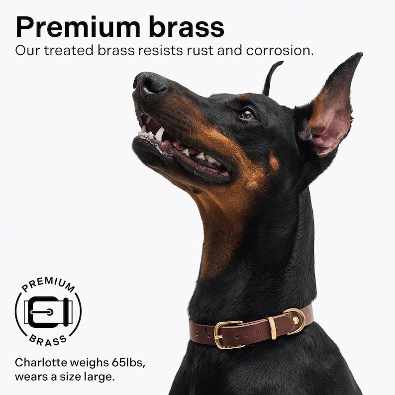 May include: A black and brown Doberman Pinscher dog wearing a brown leather dog collar with a gold buckle. The collar has the text "PREMIUM BRASS" on it. The dog is looking up and has its mouth slightly open. The text "Premium brass" is at the top of the image. The text "Our treated brass resists rust and corrosion." is below the text "Premium brass". The text "Charlotte weighs 65lbs, wears a size large." is at the bottom of the image.