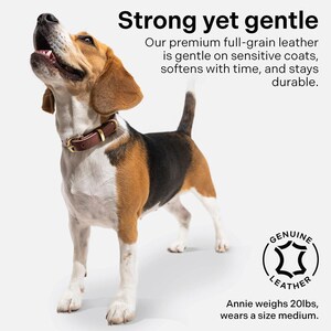 May include: A brown leather dog collar with a gold buckle. The collar is on a beagle dog with brown, black, and white fur. The dog is looking up and has its mouth open. The text "Strong yet gentle" is above the dog. The text "Our premium full-grain leather is gentle on sensitive coats, softens with time, and stays durable." is below the dog. The text "GENUINE LEATHER" is in a circle with a leather texture. The text "Annie weighs 20lbs, wears a size medium." is below the circle.