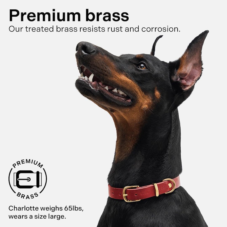 May include: A black and brown Doberman Pinscher dog wearing a red leather dog collar with a gold buckle. The collar has the text "PREMIUM BRASS" on it. The dog is looking up and has its mouth slightly open. The text "Premium brass" is at the top of the image. The text "Our treated brass resists rust and corrosion." is below the text "Premium brass". The text "PREMIUM BRASS" is in a circle with a stylized image of a buckle. The text "Charlotte weighs 65lbs, wears a size large." is at the bottom of the image.