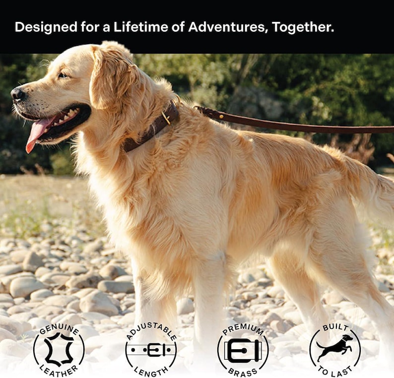May include: A golden retriever dog wearing a brown leather collar with a brass buckle. The dog is standing on a rocky beach with a brown leather lead attached to the collar. The image includes text that reads "Designed for a Lifetime of Adventures, Together." and four icons that highlight the features of the collar: "Genuine Leather", "Adjustable Length", "Premium Brass", and "Built to Last".