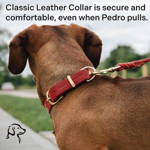 May include: A red leather dog collar with gold hardware and the text "SCOUTS PPLY CO."  The collar is on a brown dog.