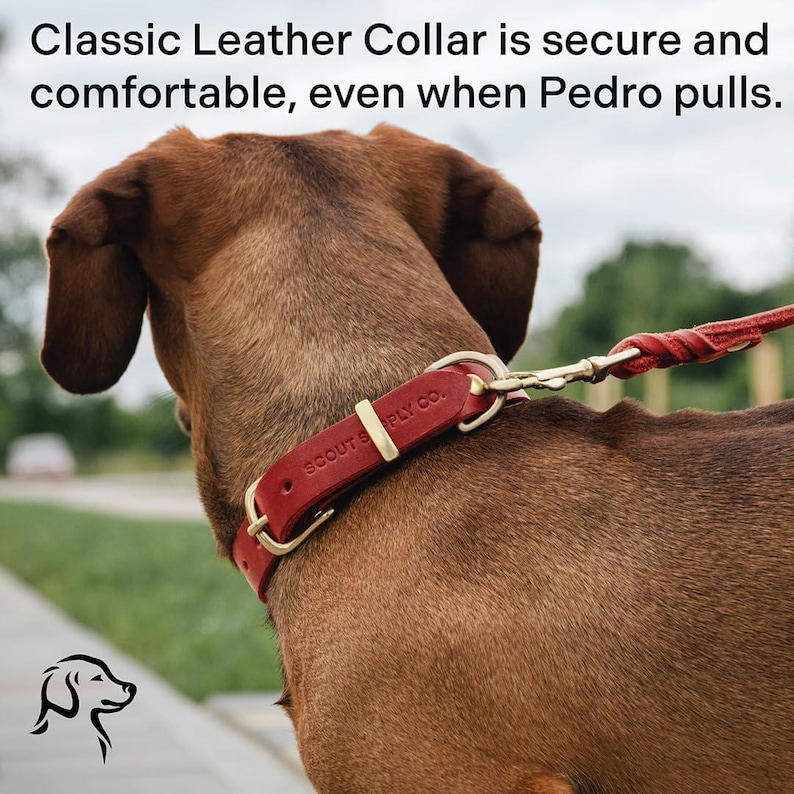 May include: A red leather dog collar with gold hardware and the text "SCOUTS PPLY CO."  The collar is on a brown dog.