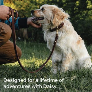 May include: A golden retriever dog wearing a brown leather collar and lead, sitting in a grassy field. The dog is looking to the left of the image, and a person's hand is petting the dog's head. The text "Designed for a lifetime of adventures with Daisy." is at the bottom of the image.
