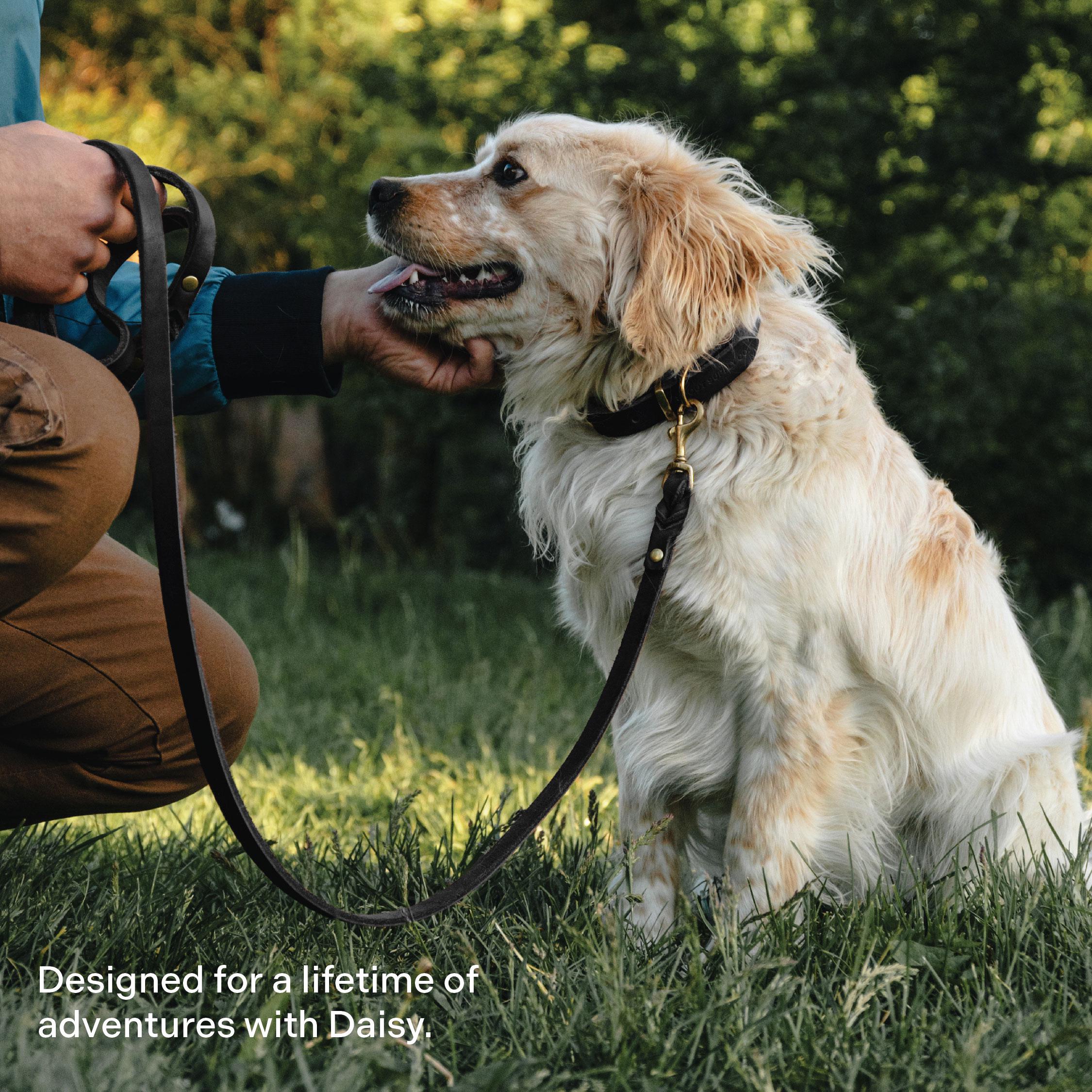 Scout Supply Leder-Hundehalsband – Vollnarbenleder, Wasserdicht, Messingbeschläge, Größe XL