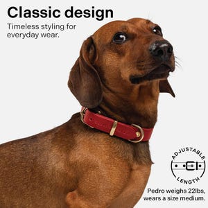 May include: A red leather dog collar with gold hardware and the text "ADJUSTABLE LENGTH" on a white background. The collar is on a brown dachshund dog.