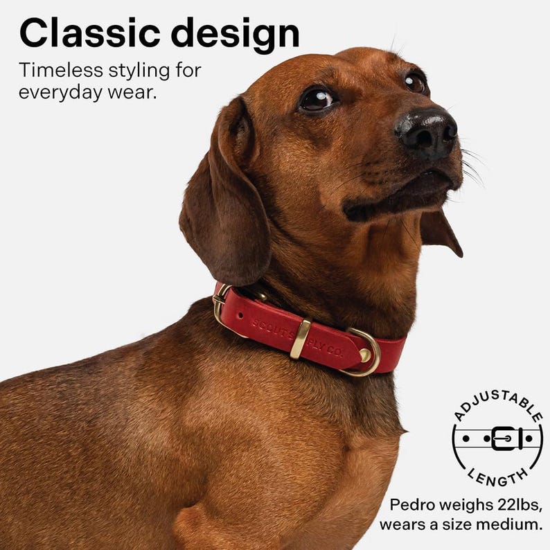 May include: A red leather dog collar with gold hardware and the text "ADJUSTABLE LENGTH" on a white background. The collar is on a brown dachshund dog.