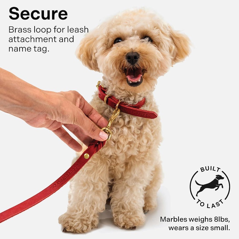 May include: A small, light brown dog wearing a red leather collar with a brass loop for leash attachment. The dog is sitting and looking at the camera. The text "Built to Last" is visible in a circle with a dog silhouette. The text "Marbles weighs 8lbs, wears a size small." is also visible.