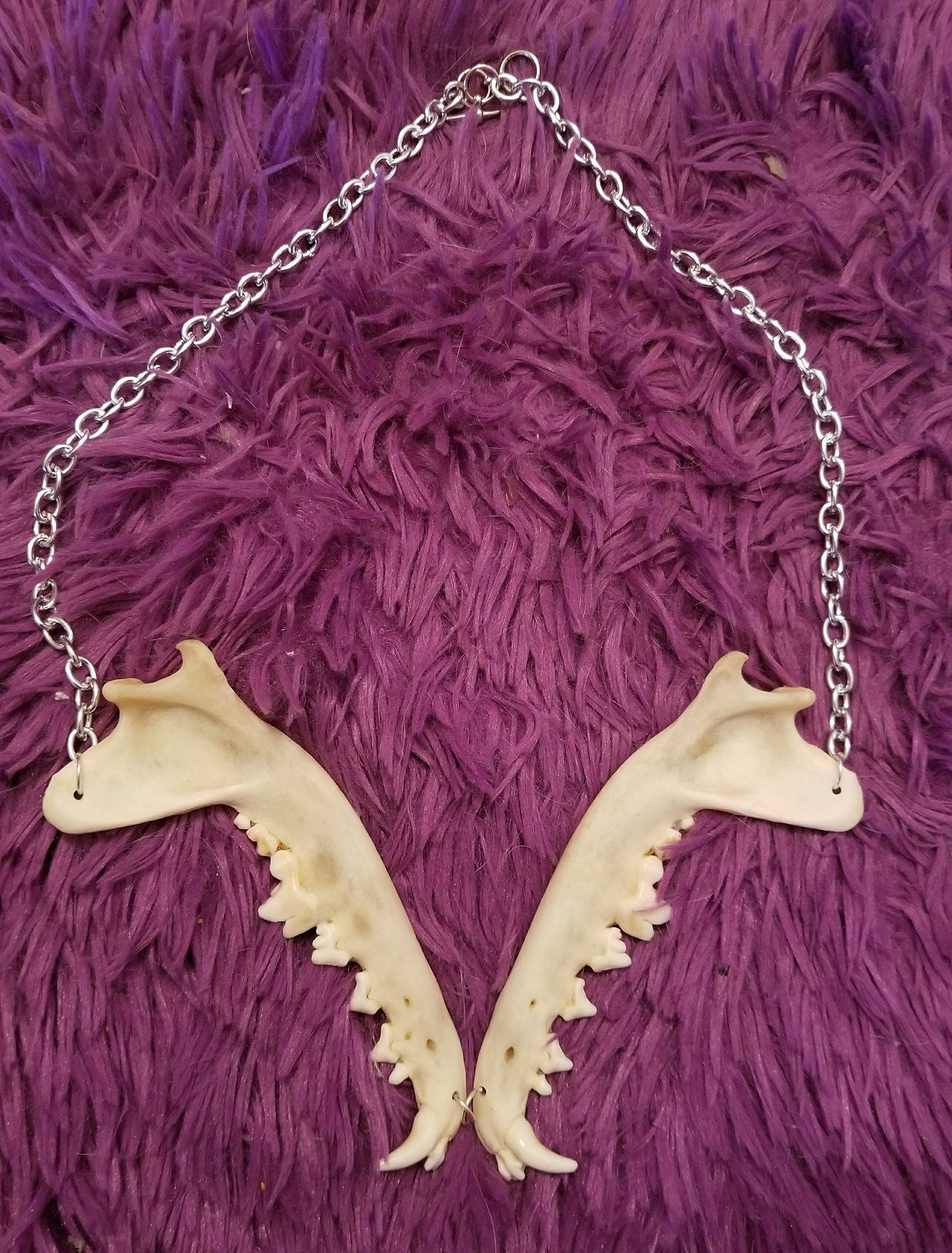Coyote, Coyote necklace, Jawbone, Jawbone necklace, Taxidermy, Bone, Bone necklace, Horror, Horror necklace