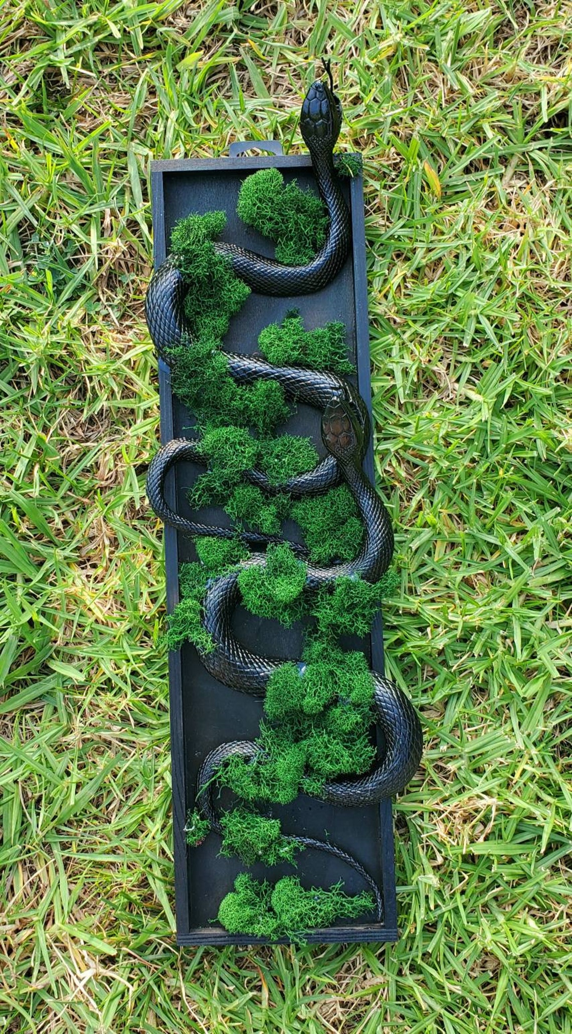Snake Taxidermy, Vegan, Snake, Snake Art, Halloween, Halloween Decor ... - Snake Conservation Taxidermy