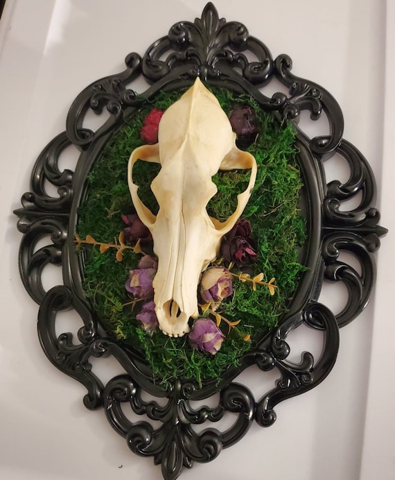 Taxidermy, Skull art, Skull wall art, Coyote skull, Ethical Taxidermy, Horror, Horror movie, Gothic, Goth