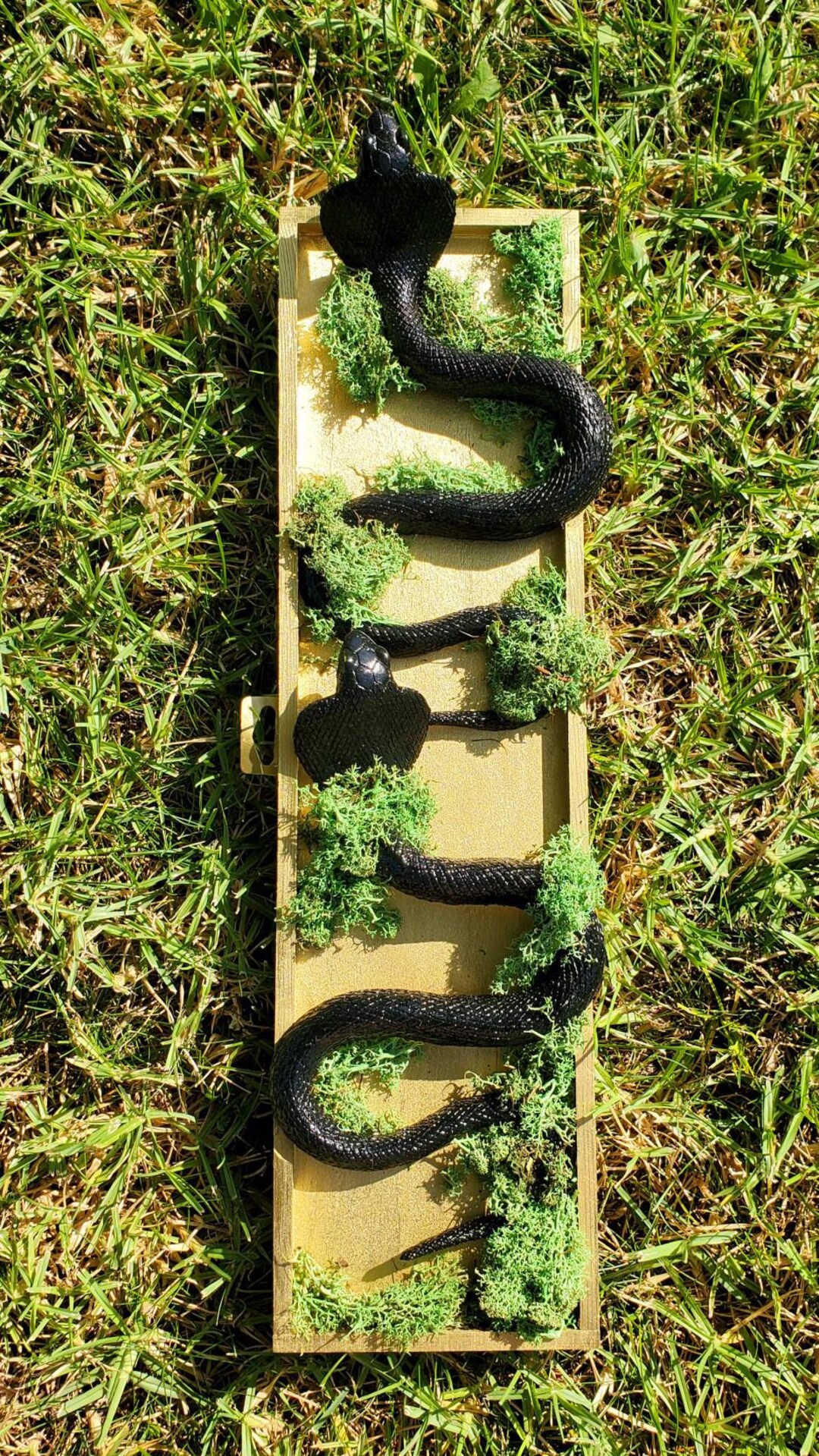 Image showcasing Snake Taxidermy, Faux Taxidermy, Snake, Snake Art, Snake Wall Art ...
