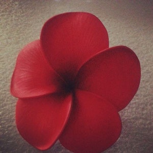 May include: A close-up of a vibrant red flower with five petals. The petals are smooth and slightly curved, with a darker center. The flower is set against a neutral background.