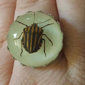 Peut inclure: Une bague en argent avec un dôme en verre transparent contenant un insecte préservé noir et jaune rayé.
