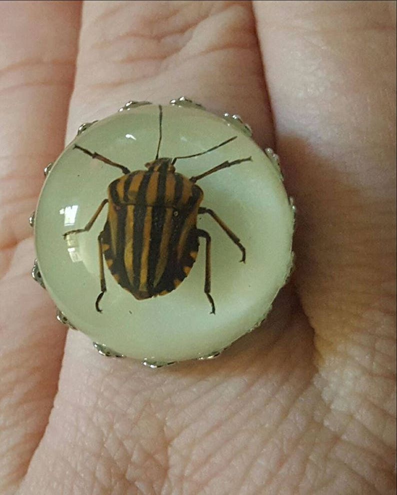 Beetle, Beetle ring, Taxidermy, Taxidermy ring, Oddities, Bug, Bug ring, MsFormaldehyde, Insect image 1