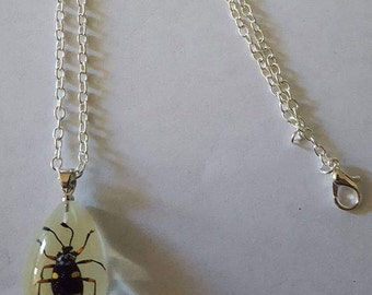 Beetle, Beetle necklace, Insect, Insect necklace, Oddity, real insect, Beetle jewelry, Insect Jewelry, msFormaldehyde