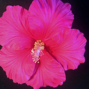 May include: A vibrant pink hibiscus flower with a yellow center. The flower has a delicate, ruffled texture and is in full bloom.