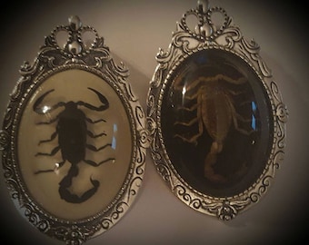May include: Two silver oval-shaped frames with ornate details, each containing a preserved scorpion. One scorpion is black and the other is brown.