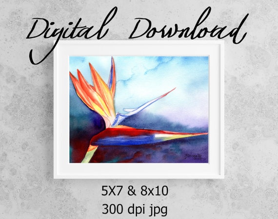 Bird of Paradise Print Digital Download 8x10 5x7 jpg Watercolor Print Printable wall art Downloadable Hawaii Decor Tropical Flower