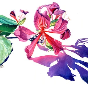 Hong Kong Orchid Tree Flower, Watercolor art print,  Bauhinia blakeana, Hawaiian flower, Hawaii Decor, Kauai Art, Tropical Wall Art