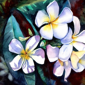 White Plumeria Flower from Hawaii Art Print