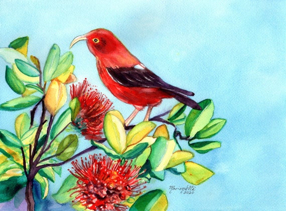 Iiwi Bird, Native Hawaiian Bird, Hawaii Honeycreeper, Fathers Day Gift, Scarlet Honeycreeper, Ohia Lehua, Red 'I'iwi, 'Ohi'a Flower