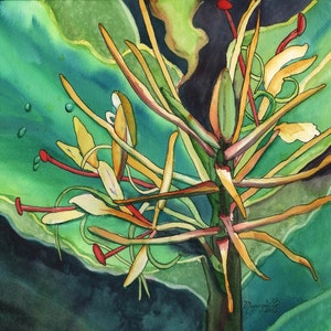 Kahili Ginger, tropical Print, Kauai art, Hawaii art, Ginger Plant, Kokee, Waimea Canyon, Hawaiian painting, Hedychium gardnerianum, flowers