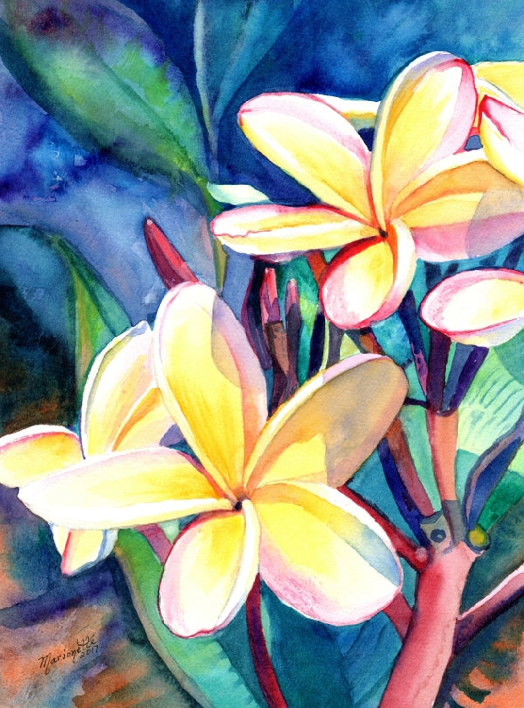 Plumeria Print, Hawaiian Plumeria, Frangipani Art, Plumeria Art, Kauai ...