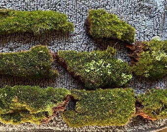 Moss & Lichen Covered Bark Pieces: Natural Terrarium Vivarium Decor (2-5in.)