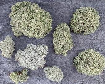 Live Reindeer Lichen Moss: Natural Terrarium Vivarium Supply