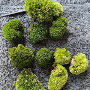 May include: A collection of vibrant green moss clumps of varying sizes, arranged on a textured gray surface. The moss appears fresh and lush, with a range of textures and shades of green. Ideal for terrariums and decorative projects.