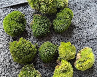 Appalachian Variety Moss Grab Bag: Terrarium, Vivarium, Fairy Garden