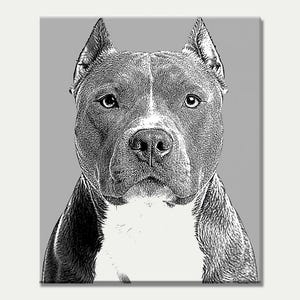 May include: A black and white portrait of a Pitbull dog against a gray background. The dog has a white chest and a white stripe down its face. The image is a detailed illustration, showcasing the dog's features.