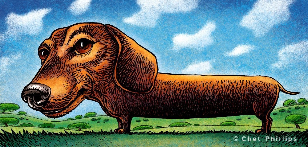 Weiner Dog 8