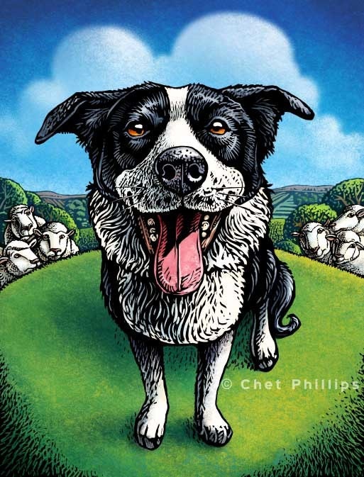 Border Collie- 8