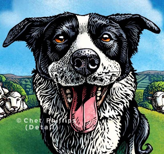 Border Collie- 8