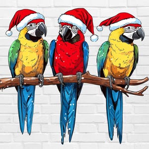 Loros navideños PNG / Navidad tropical PNG / Navidad hawaiana PNG / Clipart de Navidad hawaiana / Pijamas navideños Png / Pijamas de pájaros