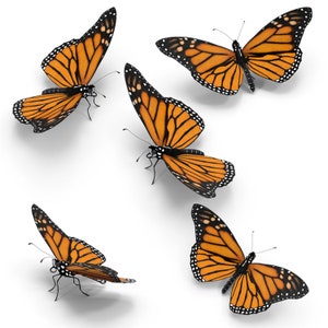 Realistic Butterfly Photoshop Overlays, the Mariposa Collection, High ...