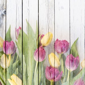 Ostern Hintergrund | Tulpen gemalt auf einem weißen Holzzaun digitale Kulisse | Floral Hintergrund | Scrapbook Papier | Sofortiger Download