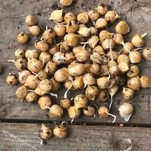 Elefantenknoblauch-Zwiebeln/Bio-RIESEN-Knoblauch/Pflanzenknoblauch
