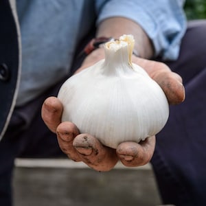 RIESIGER Elefantenknoblauch / Elefantenknoblauch / Bio-Pflanzenknoblauch